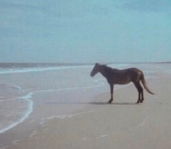 low-quality meme depicting a horse on a beach staring into the distance,